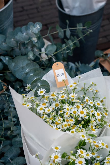 A fresh floral arrangement featuring a bouquet of small daisy flowers with white petals and yellow centers, wrapped in white paper. The daisies are densely grouped, creating a cheerful and light appea