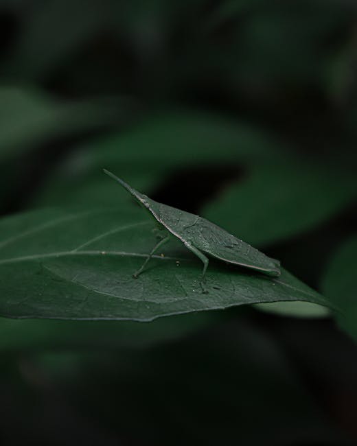 A close-up of a green leaf with a small green insect, possibly a katydid, resting on it. The insect has long, slender legs and a pointed body, blending well with the leaf's surface. The background is 
